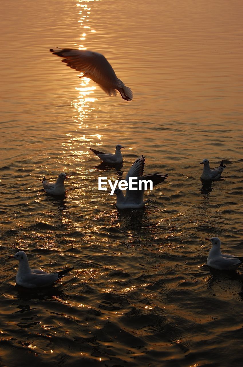 SWANS SWIMMING ON LAKE DURING SUNSET