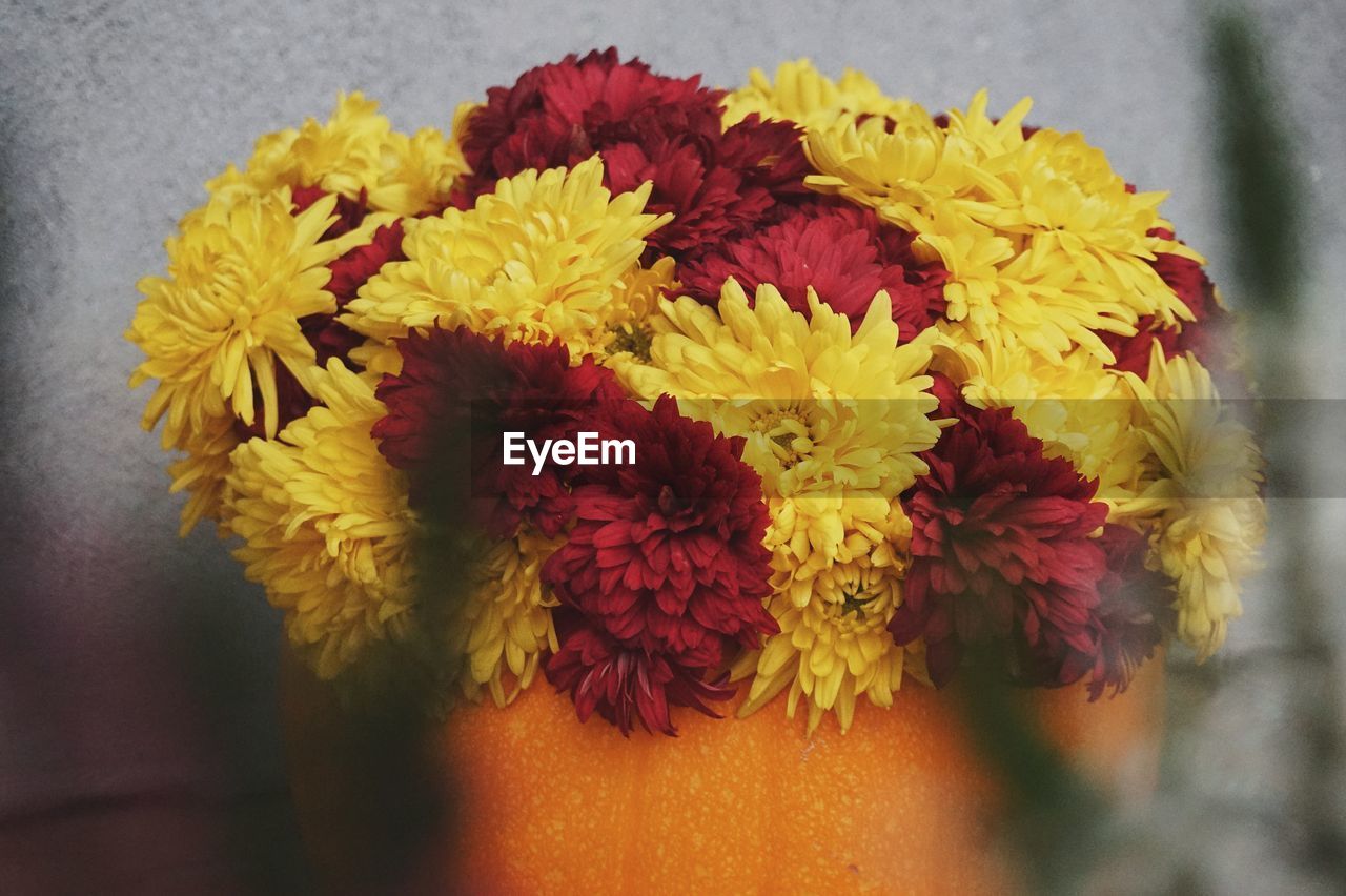 CLOSE-UP OF YELLOW MARIGOLD