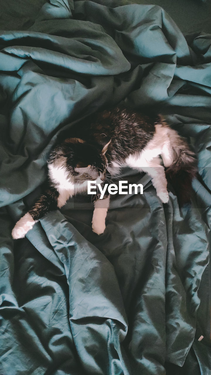 HIGH ANGLE VIEW OF DOG RESTING ON BED