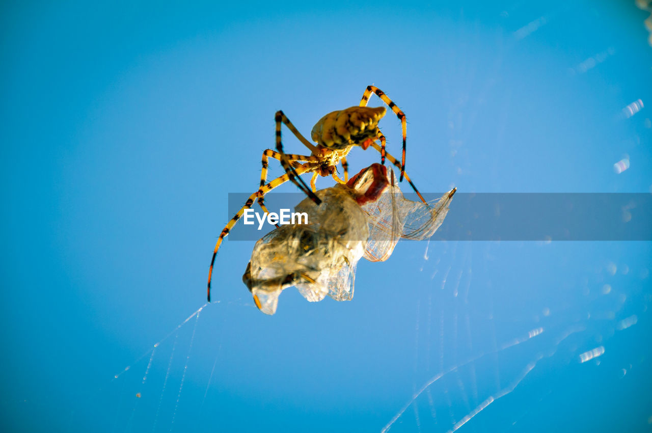 Close-up of spider on web