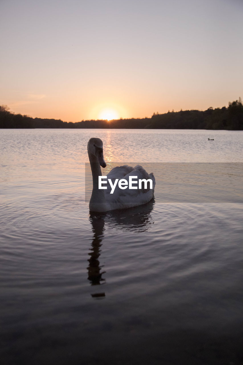 SWAN SWIMMING IN LAKE AGAINST SKY