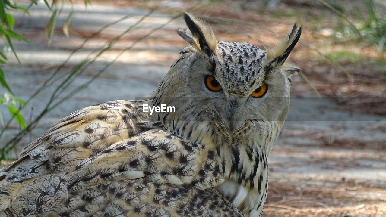 Close-up portrait of owl on field