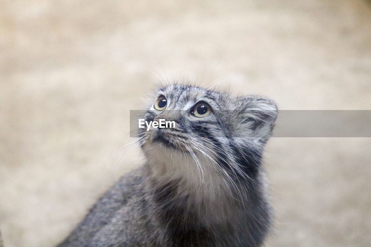 PORTRAIT OF A CAT LOOKING AWAY