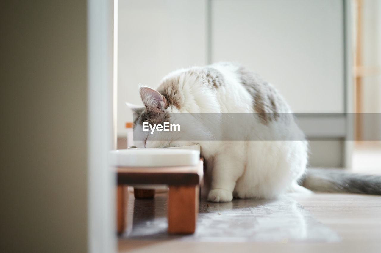 White cat eating from a bowl at home 