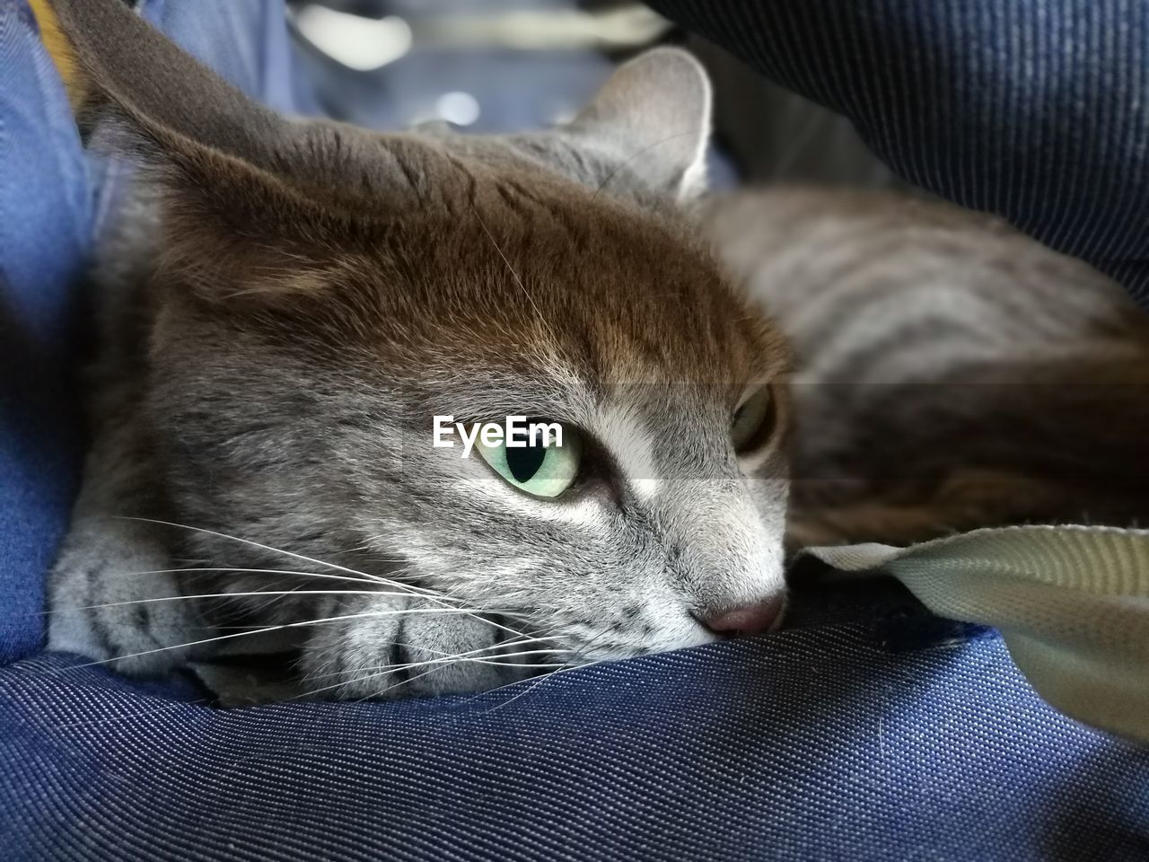 CLOSE-UP PORTRAIT OF CAT IN BLANKET