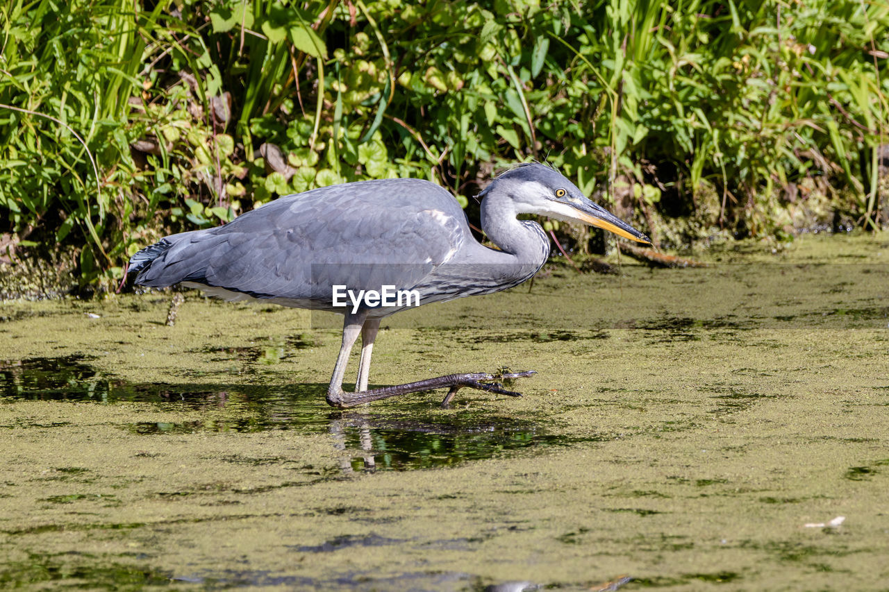 HIGH ANGLE VIEW OF GRAY HERON IN THE SEA