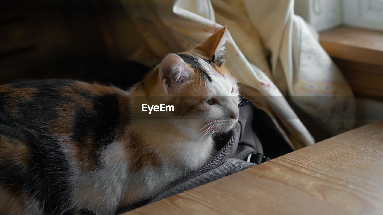 CLOSE-UP OF CAT SITTING ON SOFA