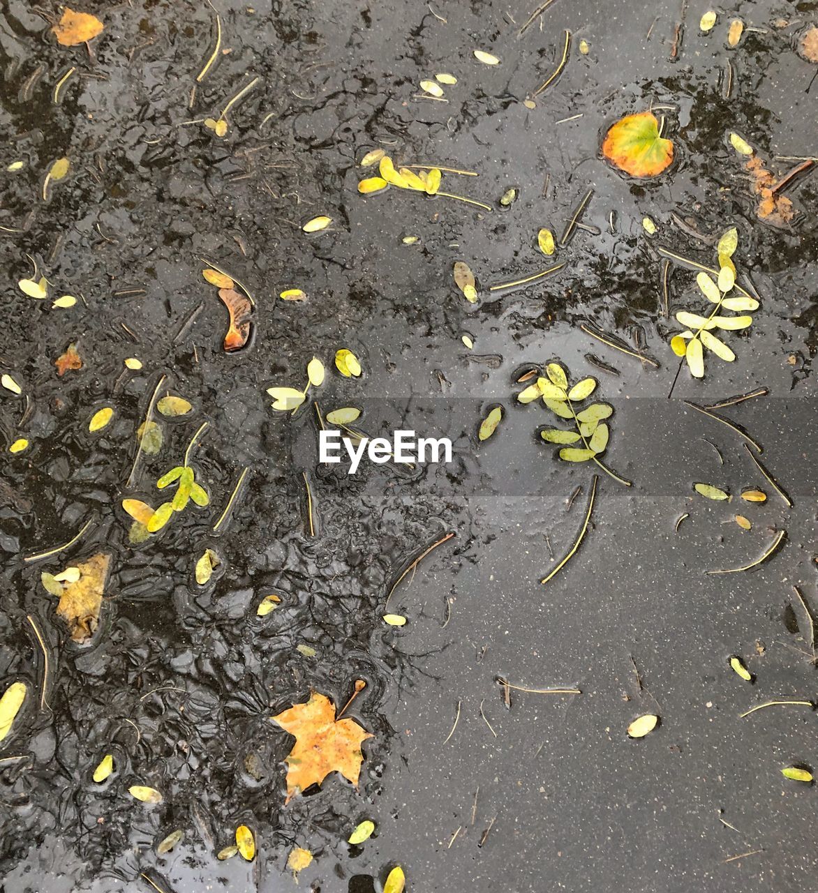 HIGH ANGLE VIEW OF DRY LEAVES ON ROAD