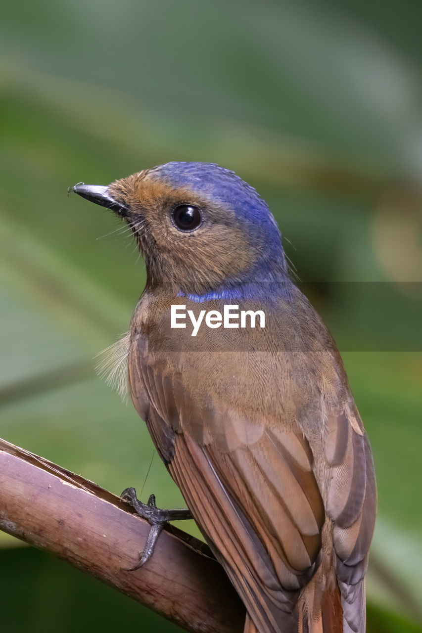 CLOSE-UP OF BIRD PERCHING