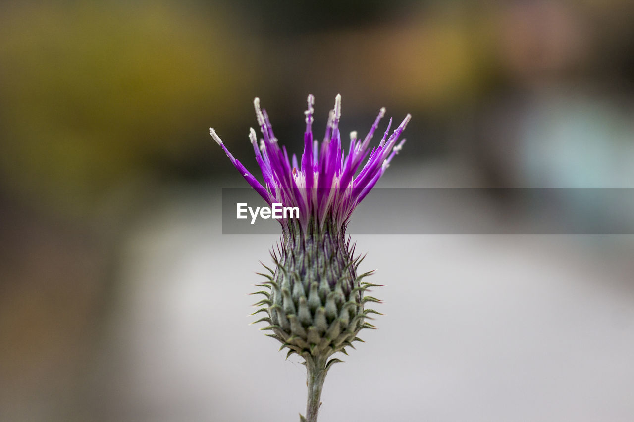 Close-up of thistle flower