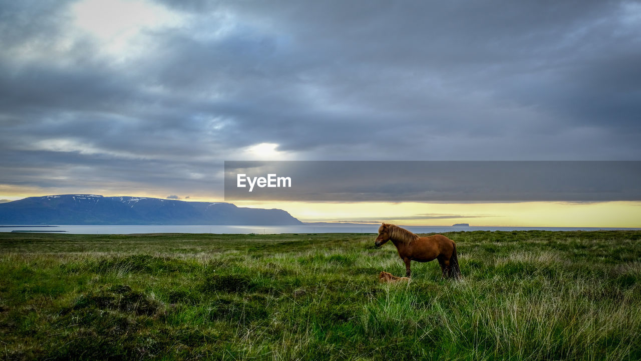 SHEEP ON FIELD