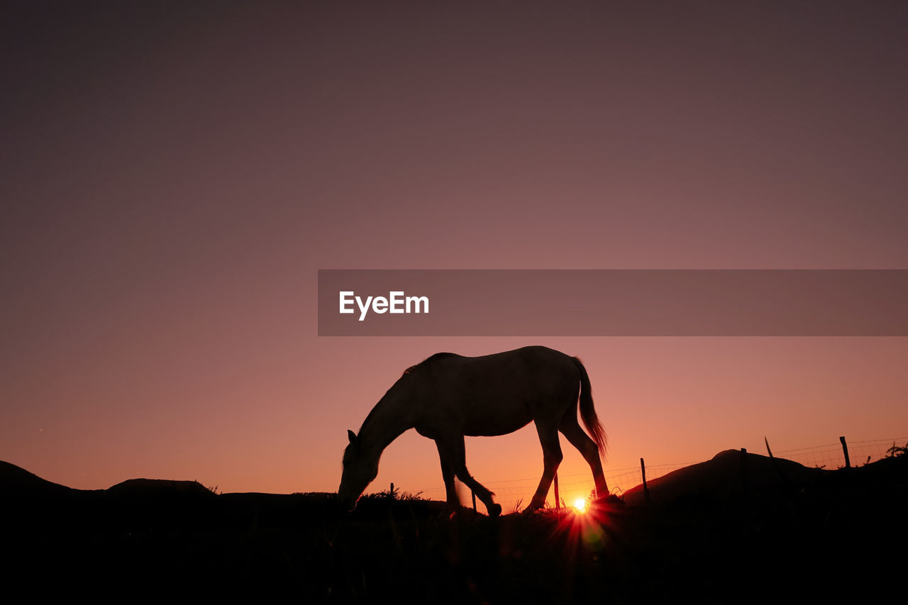 horses on field against clear sky during sunset