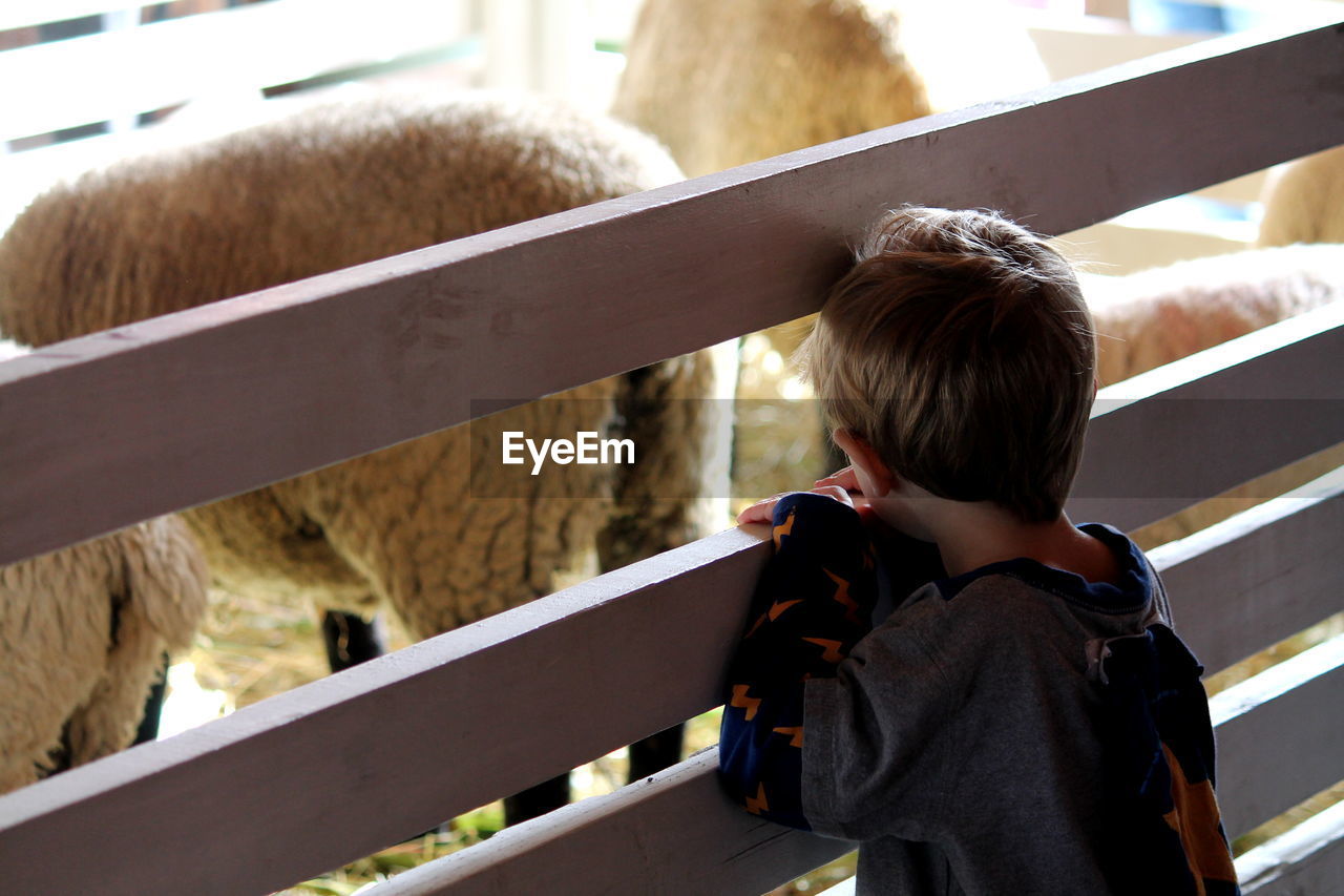 Rear view of boy standing at animal pen