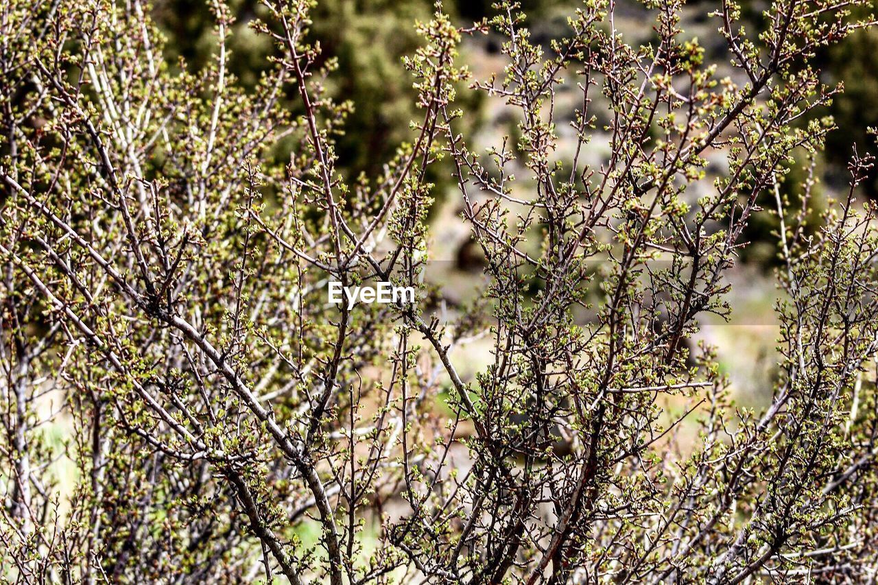 CLOSE-UP OF FLOWERS ON BRANCH