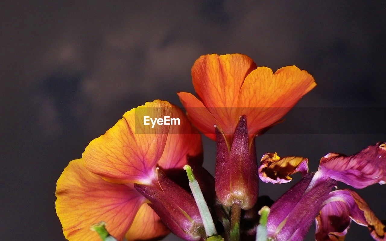 Close-up of fresh orange flower plant