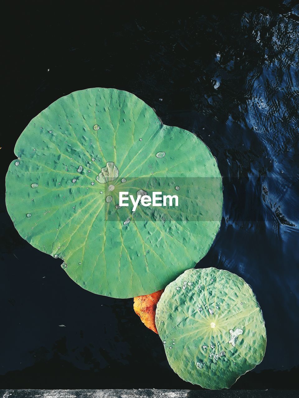 HIGH ANGLE VIEW OF LILY IN LAKE