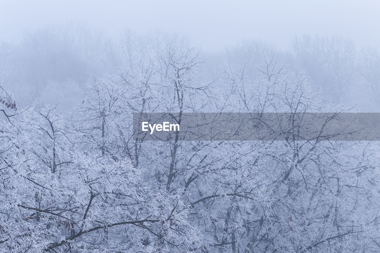 SNOW COVERED BARE TREES