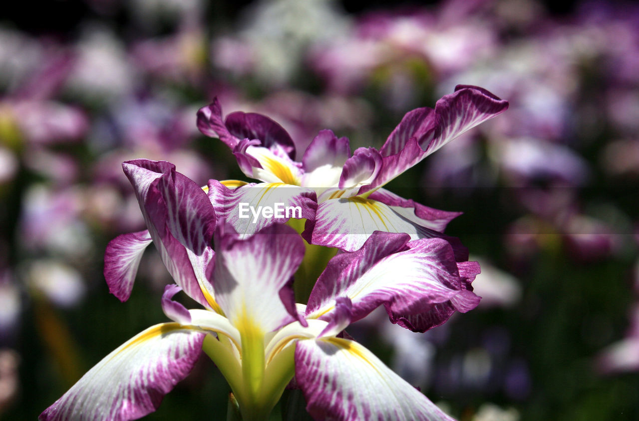 flower, flowering plant, plant, freshness, beauty in nature, petal, fragility, purple, close-up, flower head, inflorescence, growth, nature, human eye, focus on foreground, iris, macro photography, blossom, pink, springtime, outdoors, botany, magenta, day, selective focus