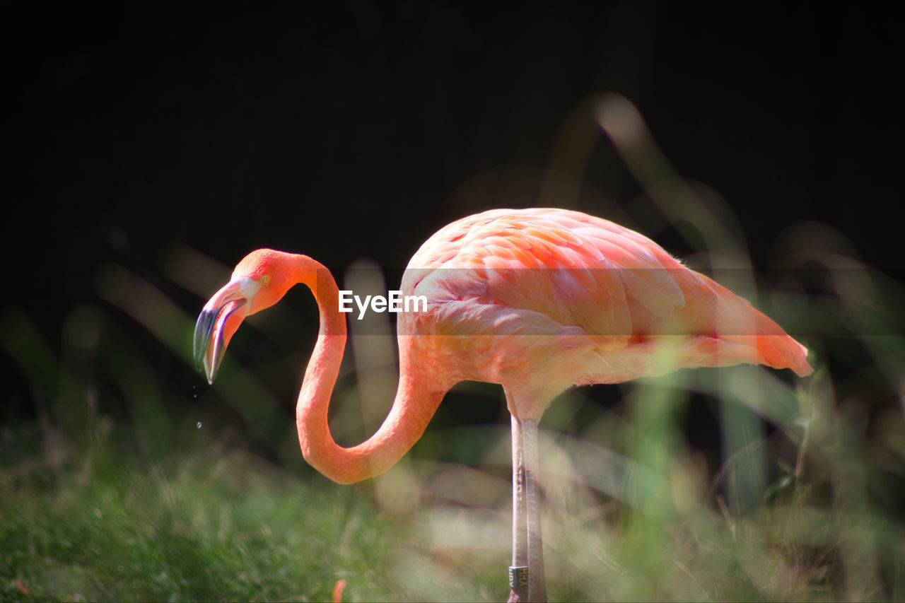 Close-up of flamingo 