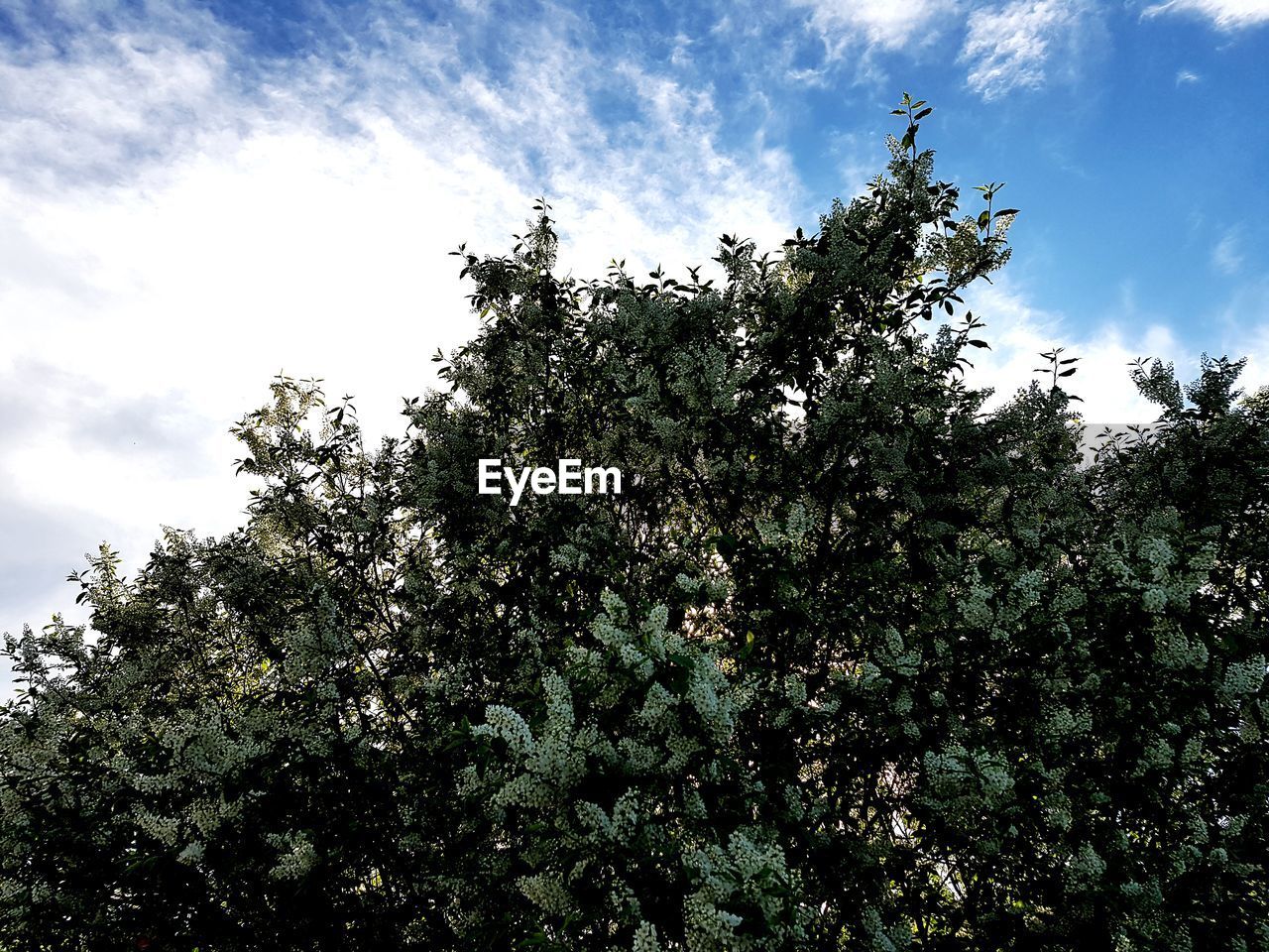 LOW ANGLE VIEW OF FRESH GREEN TREE AGAINST SKY