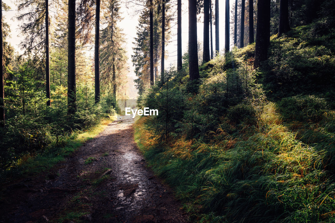 View of pine trees in forest