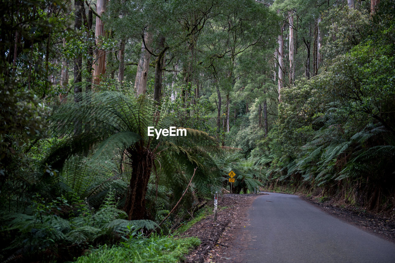 ROAD AMIDST PLANTS IN FOREST