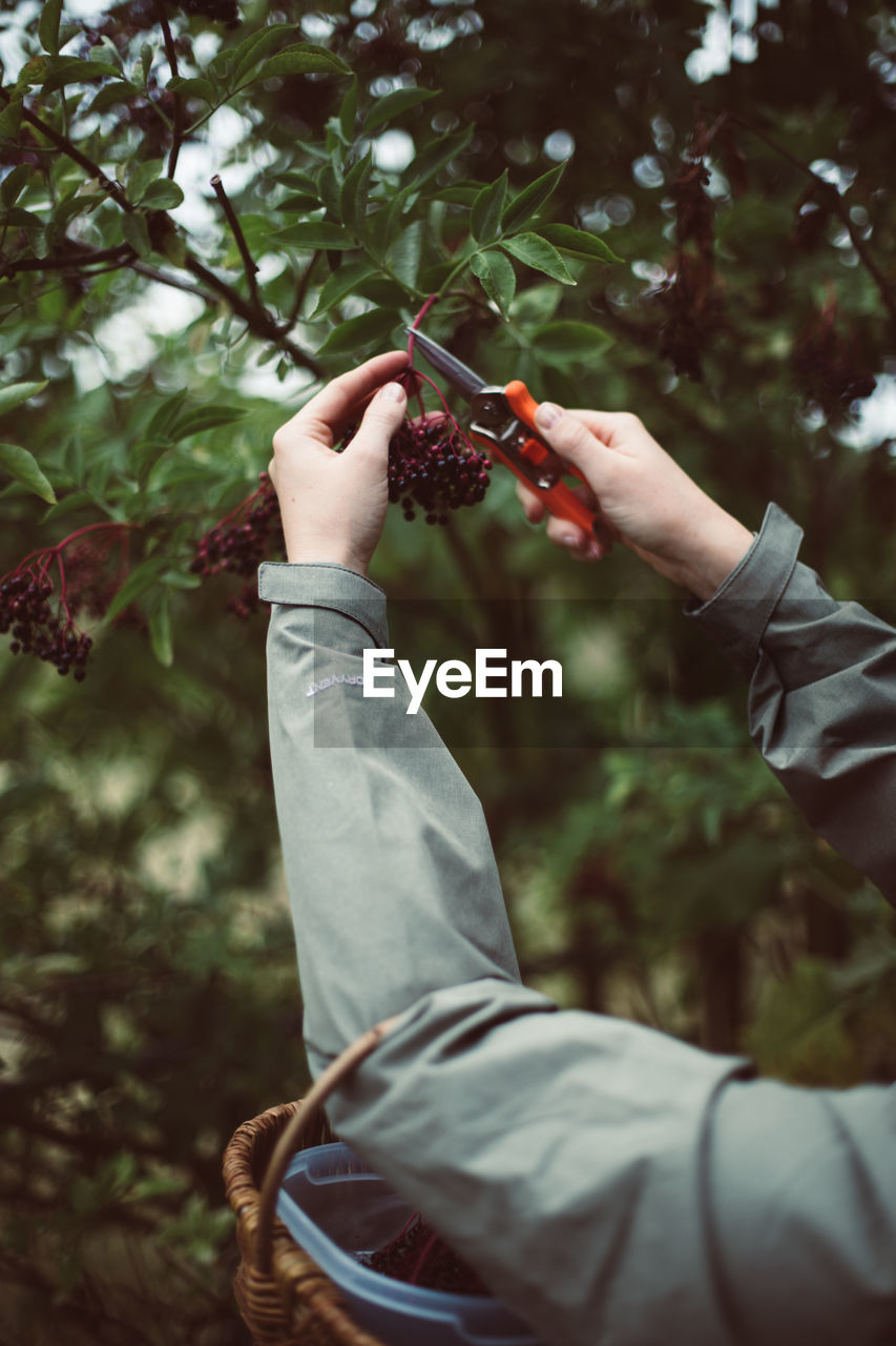MIDSECTION OF MAN HOLDING FRUIT ON TREE