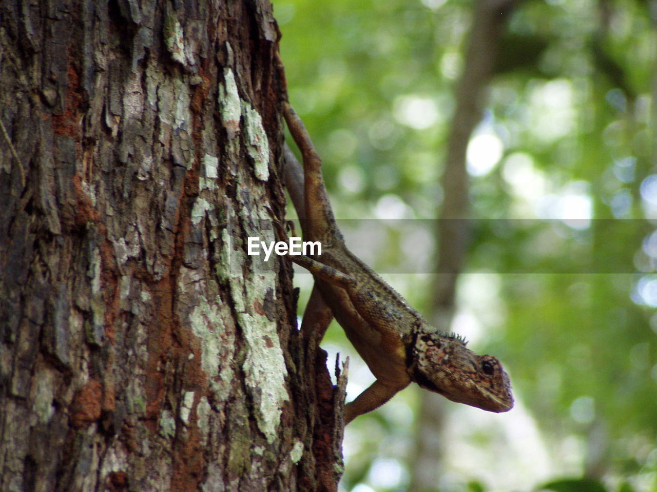 LOW ANGLE CLOSE-UP OF LIZARD ON TREE TRUNK