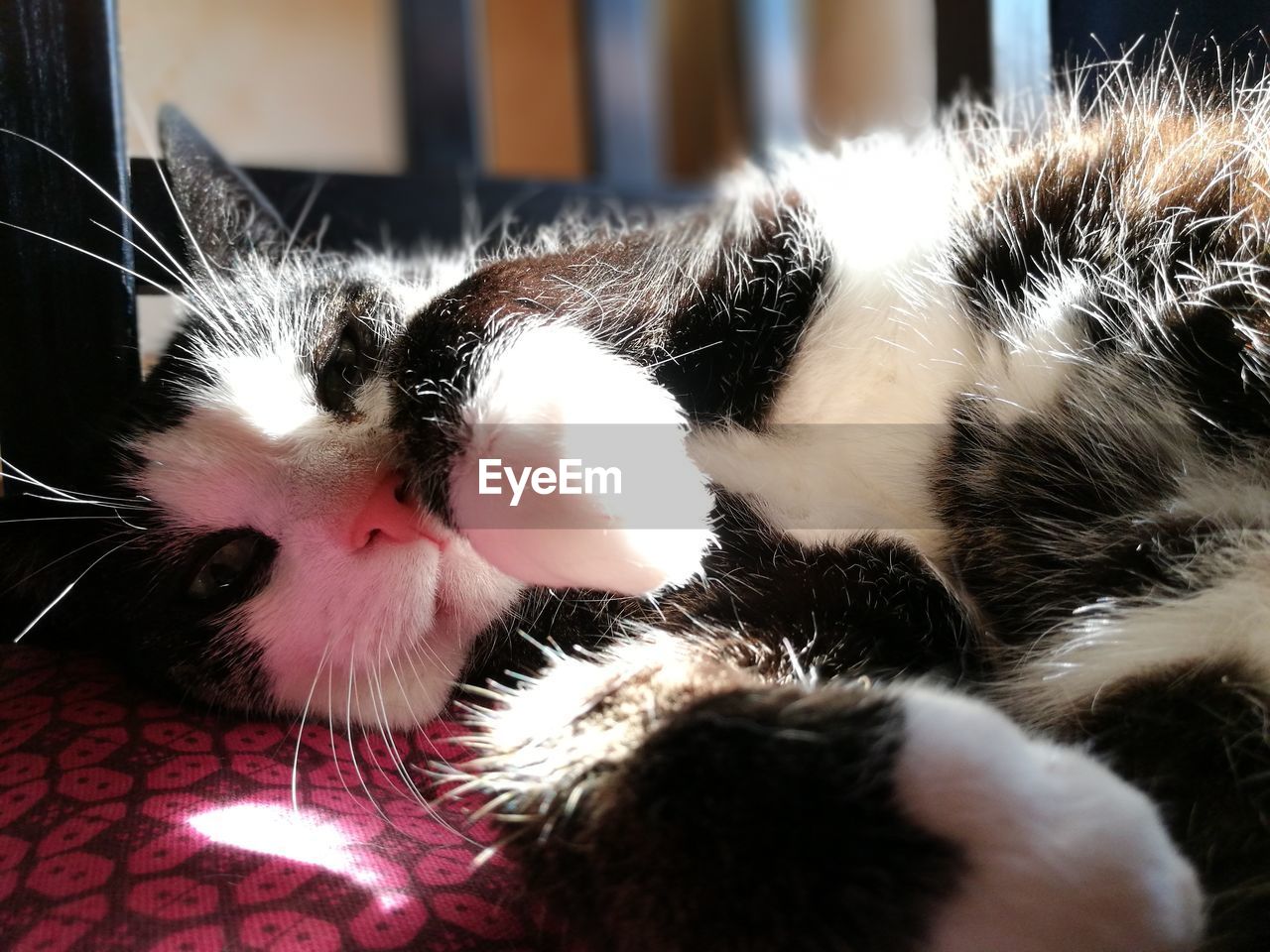 Close-up of cat resting at home