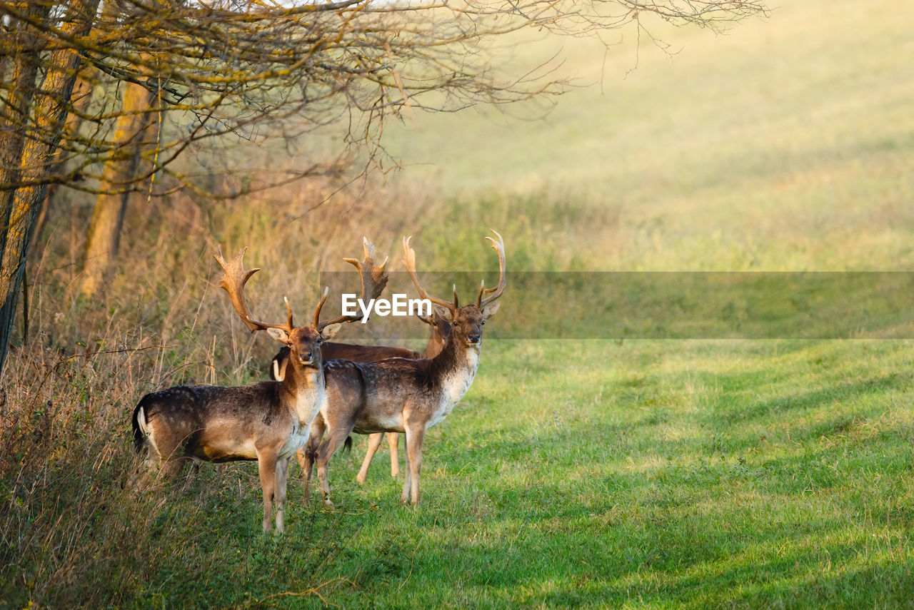 VIEW OF DEER IN THE FOREST
