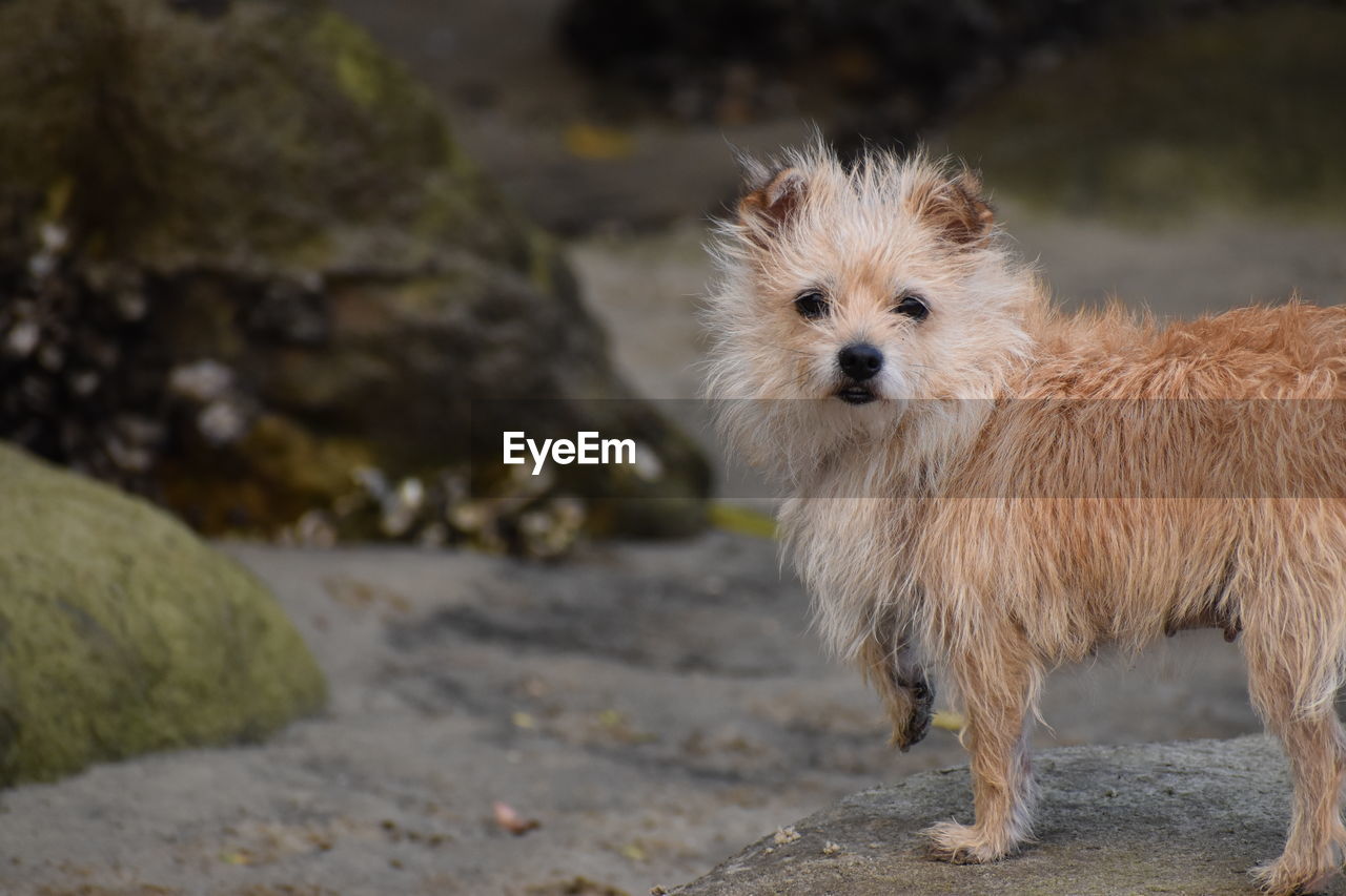 Portrait of dog standing on rock