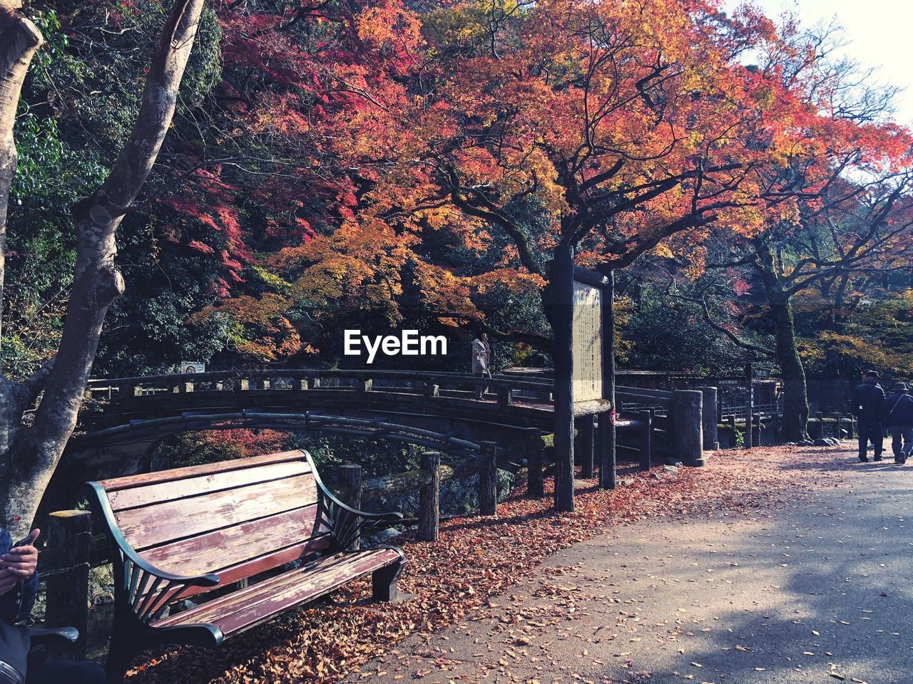 Trees in park during autumn