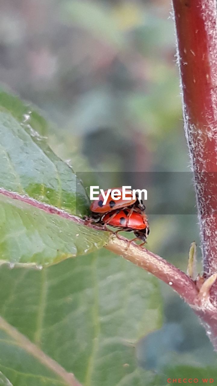 LADYBUG ON LEAF