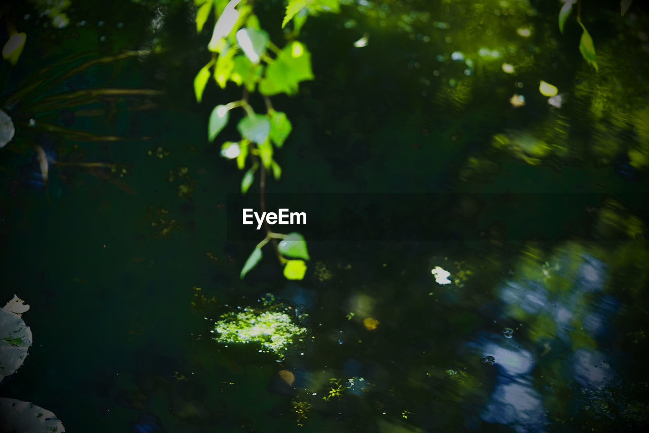 PLANTS FLOATING ON WATER