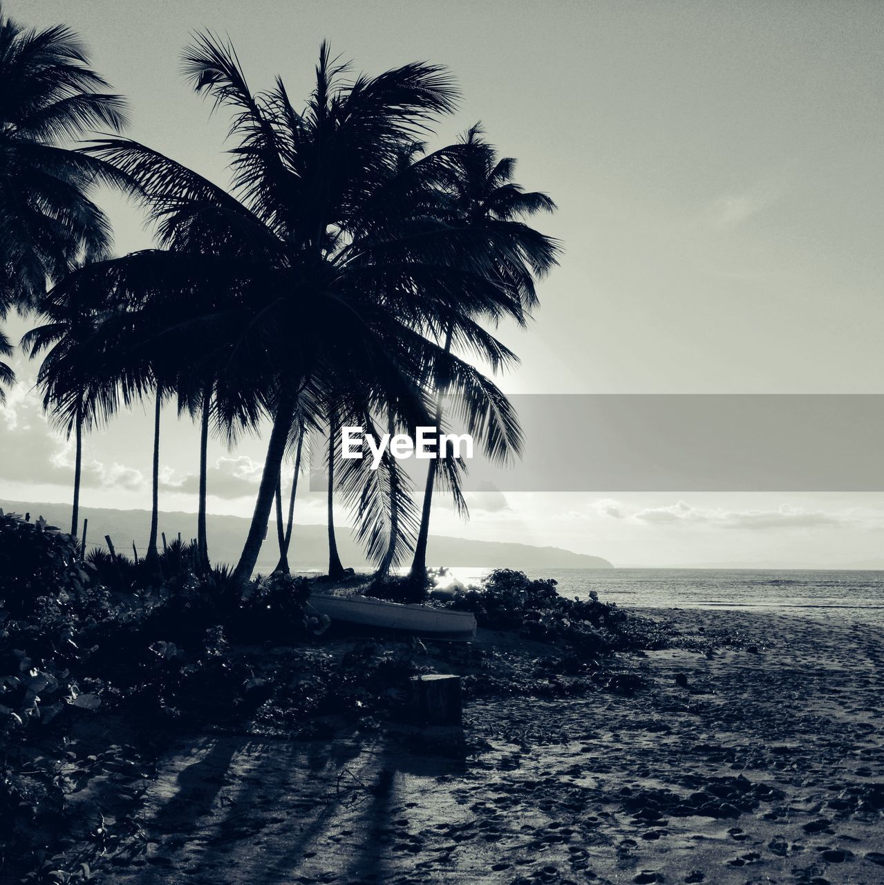 SCENIC VIEW OF PALM TREES AT BEACH AGAINST SKY