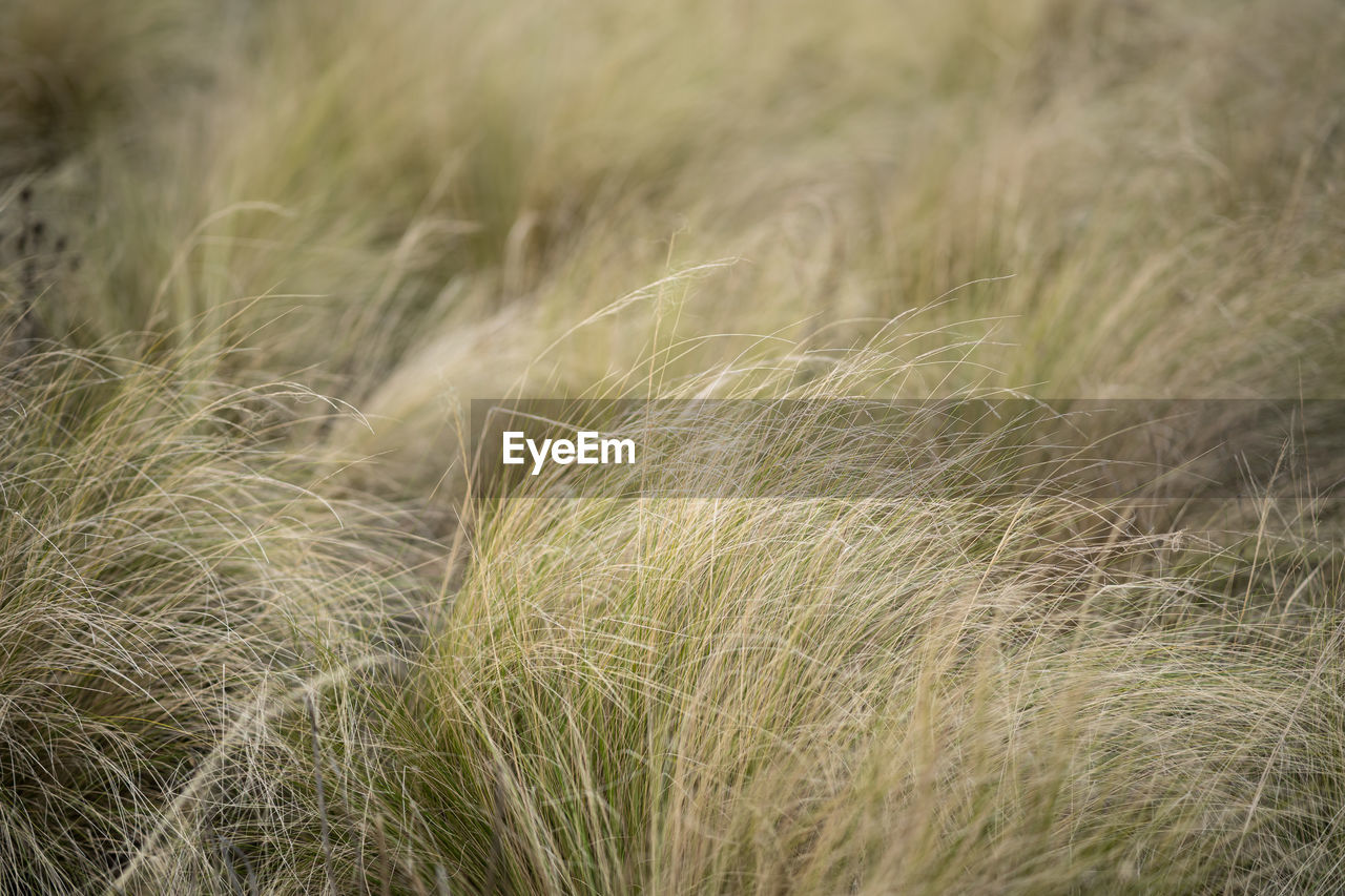 CLOSE-UP OF WHEAT FIELD