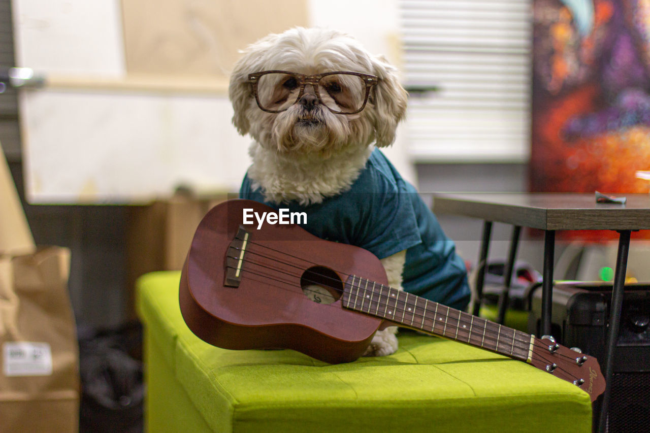 Dog with glasses and guitar