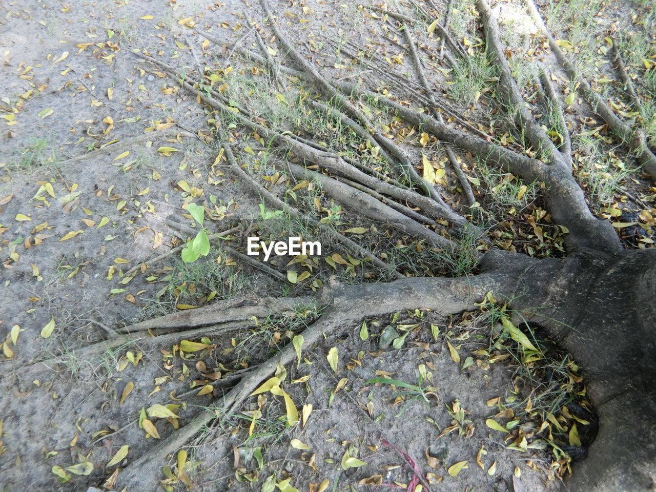 HIGH ANGLE VIEW OF TREE ROOTS ON LAND