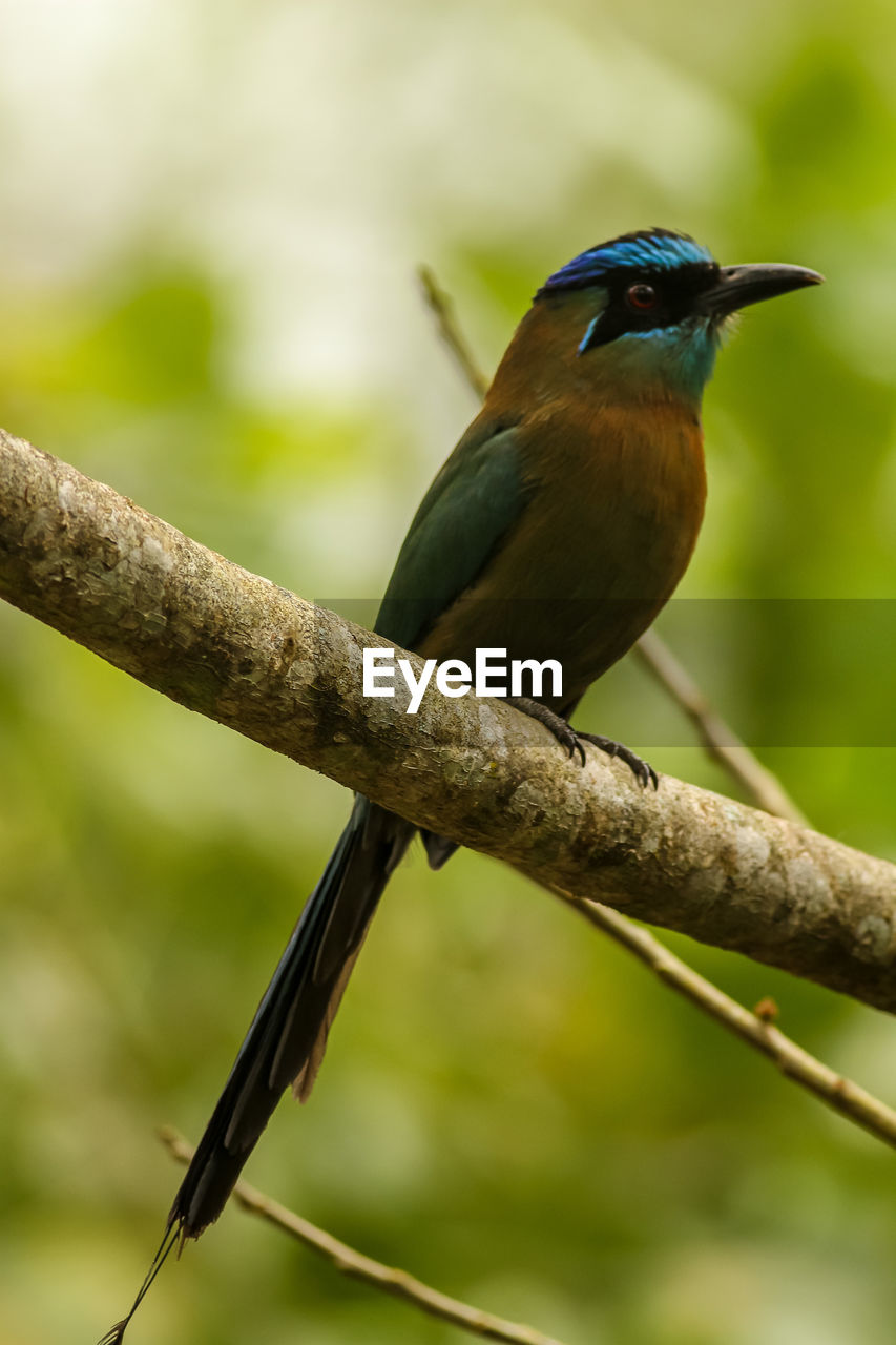 VIEW OF BIRD PERCHING ON BRANCH