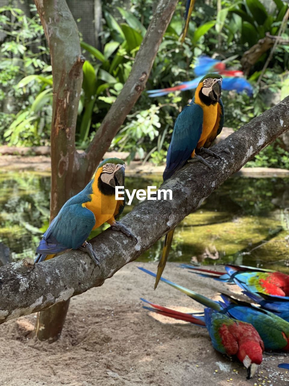 animal themes, animal, bird, animal wildlife, pet, wildlife, parrot, group of animals, tree, perching, two animals, nature, multi colored, branch, gold and blue macaw, no people, plant, day, beak, outdoors, beauty in nature, land