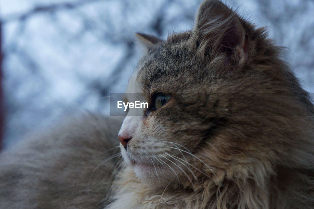 animal, animal themes, pet, mammal, cat, one animal, domestic animals, domestic cat, feline, whiskers, close-up, animal body part, nose, small to medium-sized cats, felidae, animal hair, looking, focus on foreground, no people, looking away, animal head, relaxation, domestic long-haired cat, norwegian forest cat