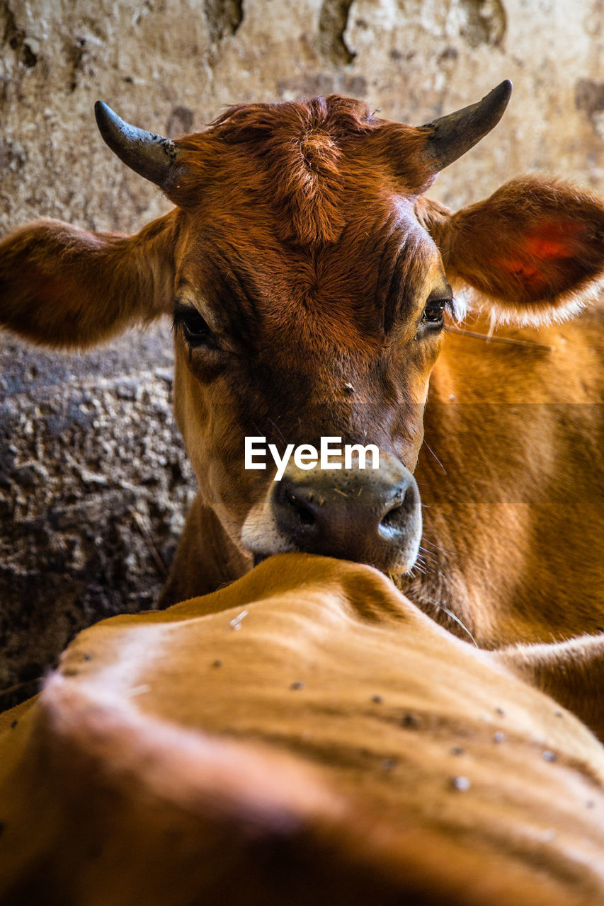 CLOSE-UP OF COW IN ZOO