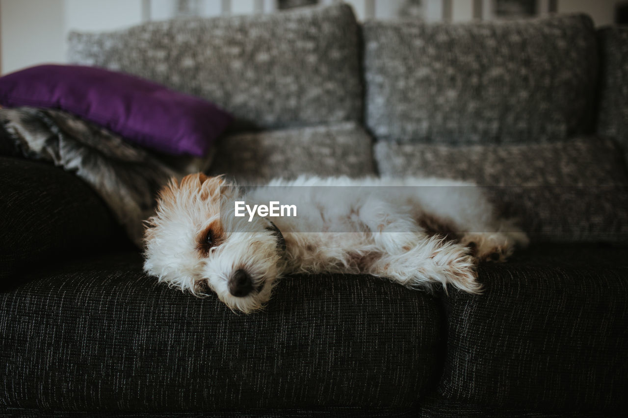 High angle view of dog resting on sofa at home