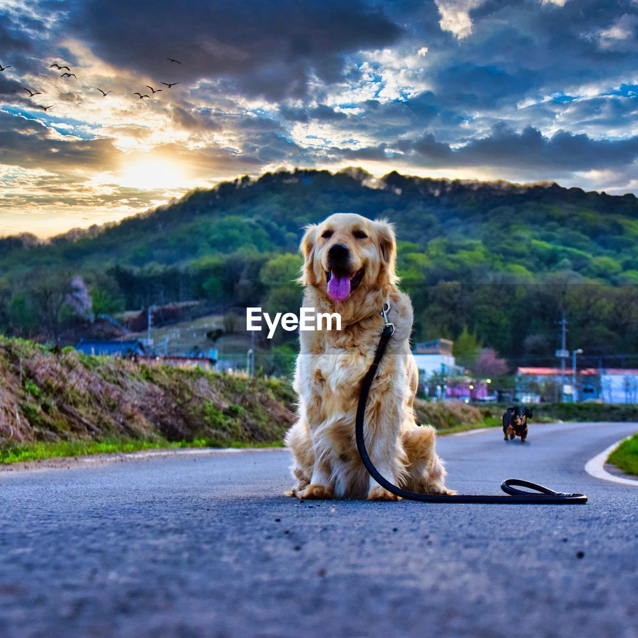 Dog sitting on road 