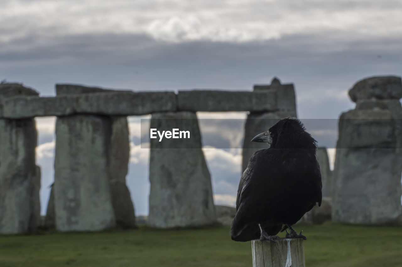 View of bird perching on wood against sky stonehenge