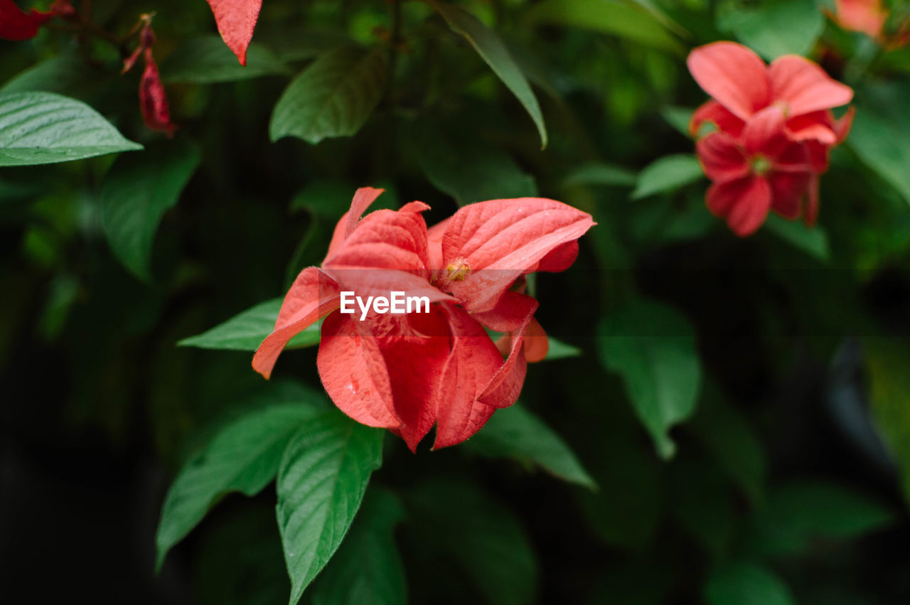 Close-up of red flowering plant