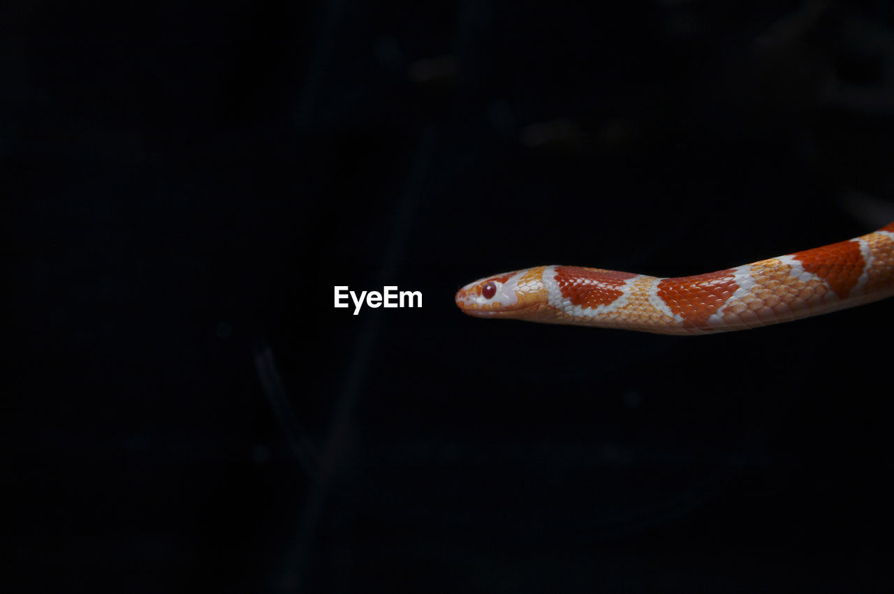 Close-up of corn snake against black background