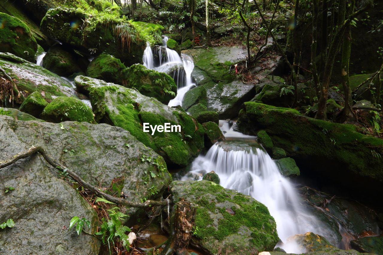 Scenic view of waterfall in forest