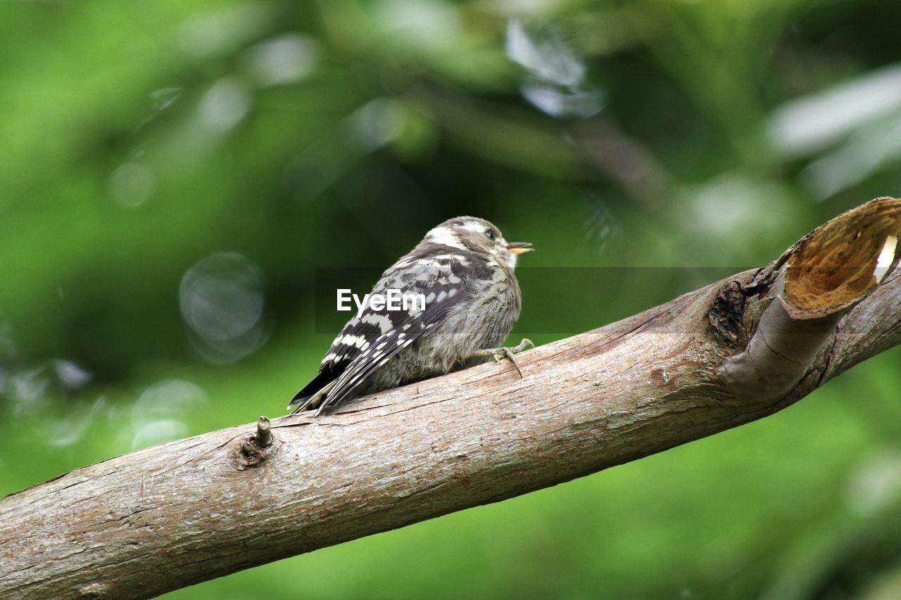 animal themes, animal, animal wildlife, wildlife, bird, nature, branch, tree, one animal, green, perching, close-up, beak, plant, no people, outdoors, focus on foreground, environment, macro photography, reptile, forest, beauty in nature, sparrow, full length