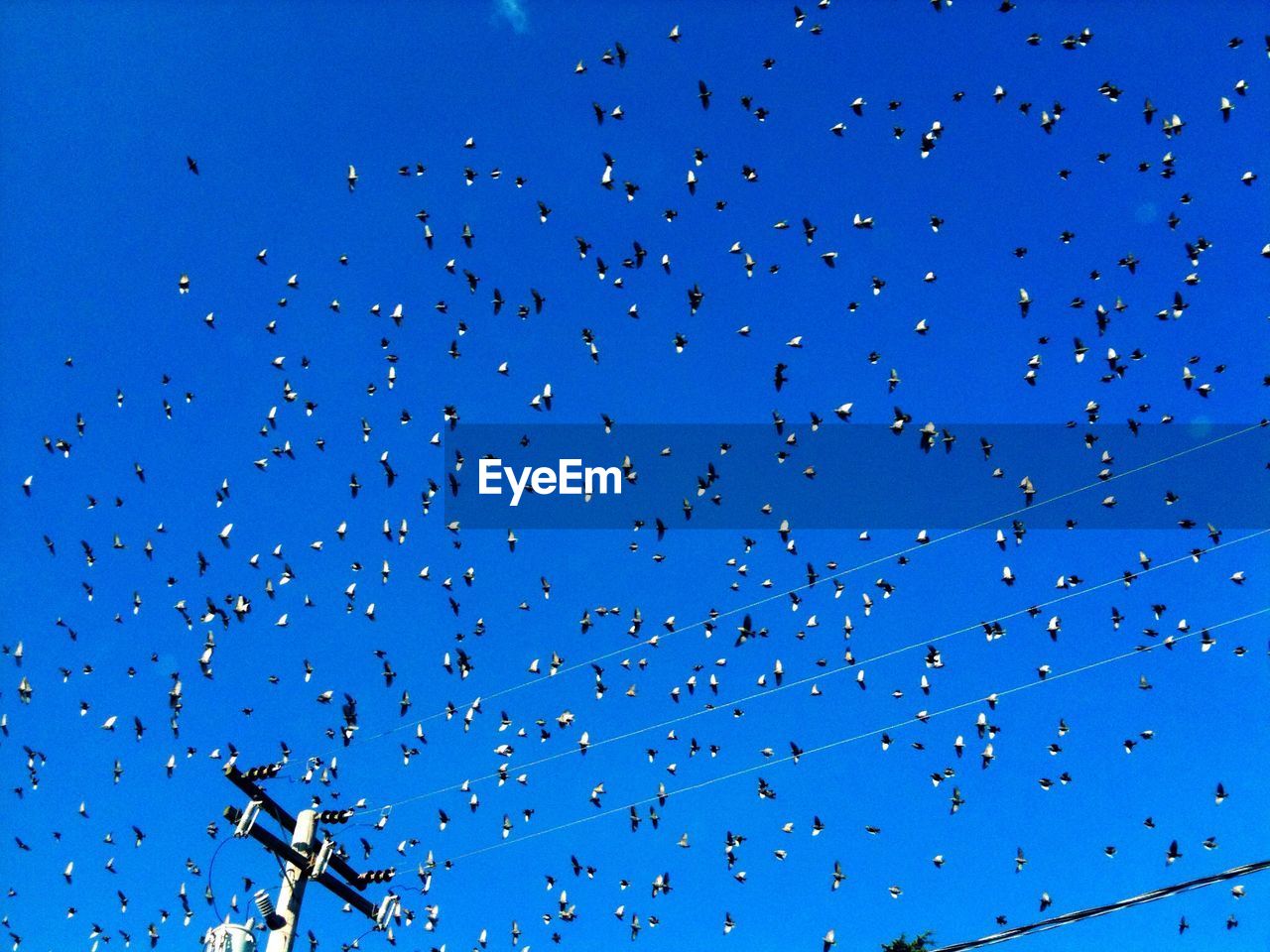 LOW ANGLE VIEW OF BIRDS FLYING IN SKY